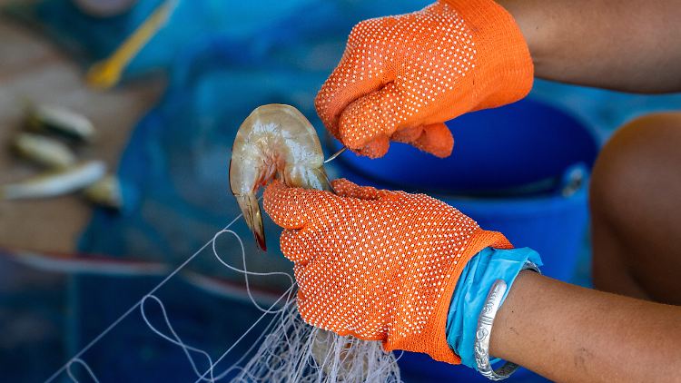 Auf dem Weg bis in die USA wurden die Shrimps kontaminiert. 