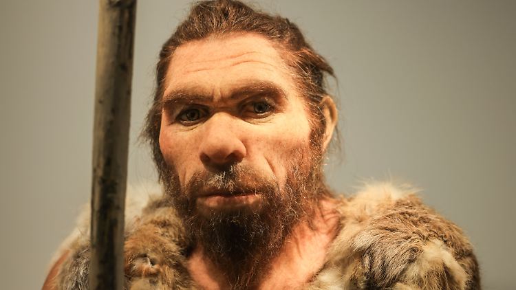 Eine Nachbildung des Neandertalers steht im LVR-Landesmuseum Bonn.