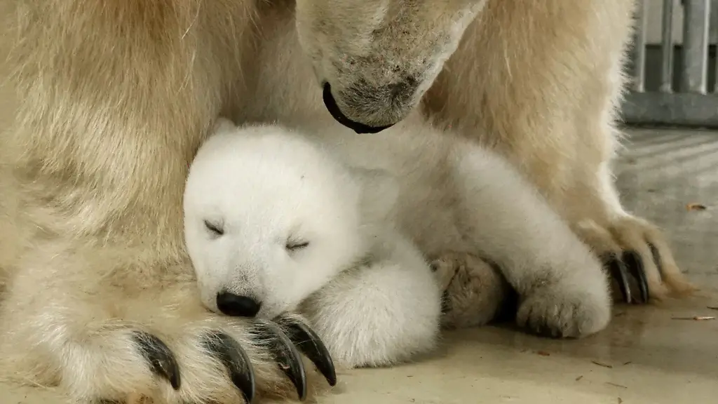 Ein-Eisbaerenbaby-sitzt-im-Tierpark-Hagenbeck-in-der-Naehe-seiner-Mutter