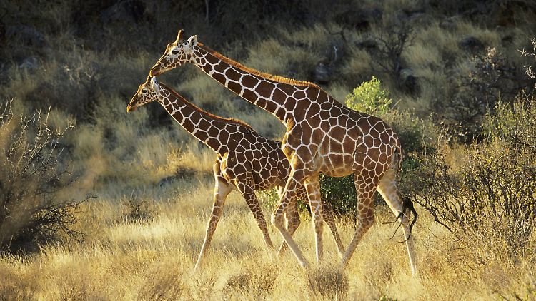 Netz-Giraffen in der afrikanischen Savanne.