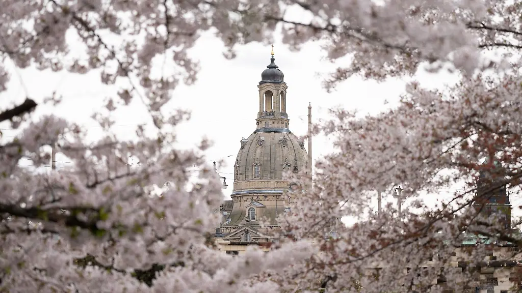 Eine-bluehende-Zierkirsche-vor-der-Kulisse-der-Frauenkirche