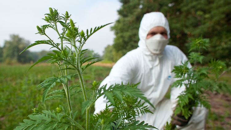Ambrosia wächst an gut belichteten, vegetationsarmen Standorten. 