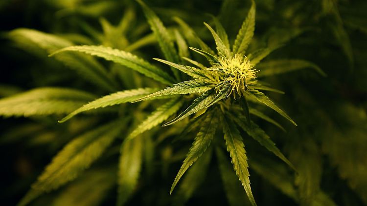 Die Kripo Göppingen ermittelt wegen des Verdachts des illegalen Anbaus und Handels mit Cannabis in nicht geringer Menge. (Symbolbild)
