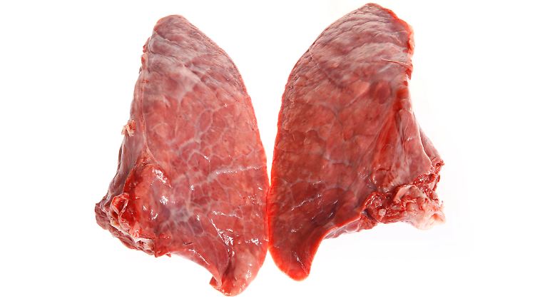 Schweinelunge: ein besonders schwierig zu transplantierendes Organ - mit hohem Infektionsrisiko.