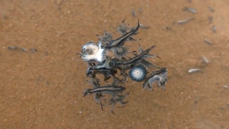 Blaue Drachen Spanien.jpg