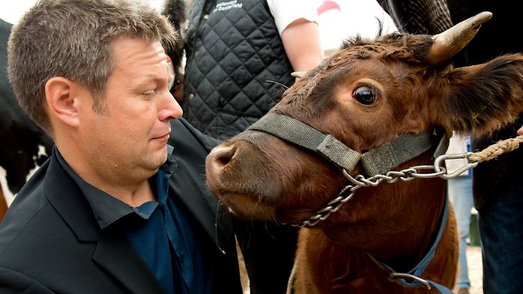Er wollte cool, sie wollte Kuh sein: Schleswig-Holsteins damaliger Landwirtschaftsminister Habeck im Jahr 2013.