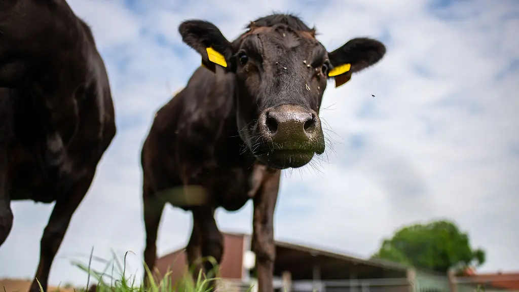 Zwei-junge-Wagyu-Ochsen-steht-auf-einer-Weide