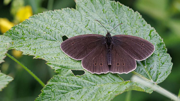 Ein Schornsteinfeger-Falter (Aphantopus hyperantus) sitzt auf einem Brombeerblatt in der Nähe von München. 