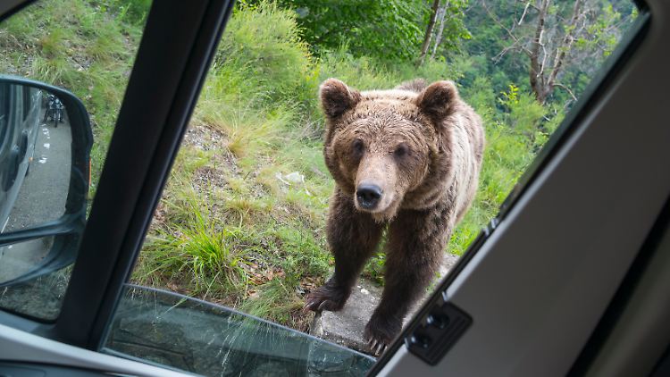 epi_222254798_DPA PA_451576135_Ein Braunbär schaut .jpg