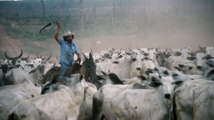Auf der Musterfarm des Volkswagen-Werkes in Brasilien wird eine Rinderherde zusammen getrieben.