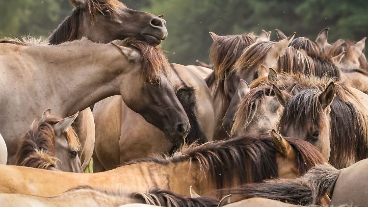 Eine Herde der vom Aussterben bedrohten Dülmer Wildpferde mit rund 400 Tieren