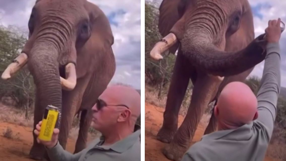 Elefant.jpg