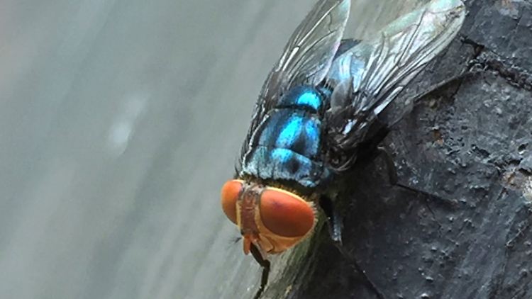 Die Schraubenwurmfliege legt zwischen 200 und 300 Eier ab, bevorzugt auf Wunden.