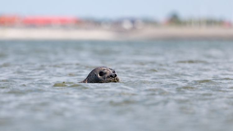 Für Seehunde in der Nordsee ist es eher ein warmes Bad als eine Abkühlung.