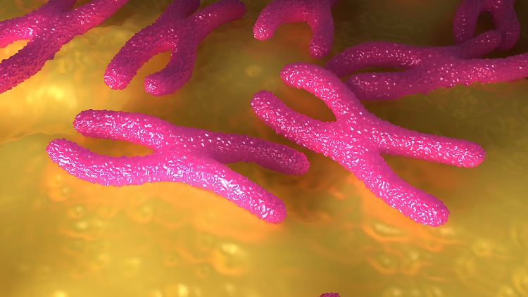 Telomere  liegen als Schutzkappen auf den Enden der Chromosomen. 