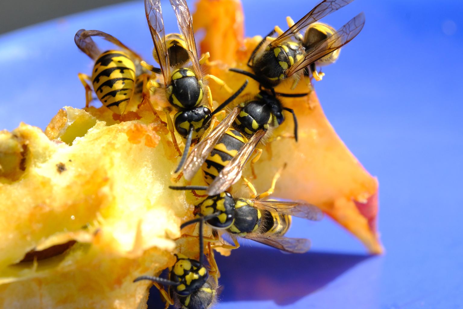 Viele Menschen fürchten die Stiche von Wespen - weil sie Schmerz erzeugen. Doch Schmerz ist nicht gleich Schmerz, wie der verstorbene US-amerikanische Insektenkundler ...