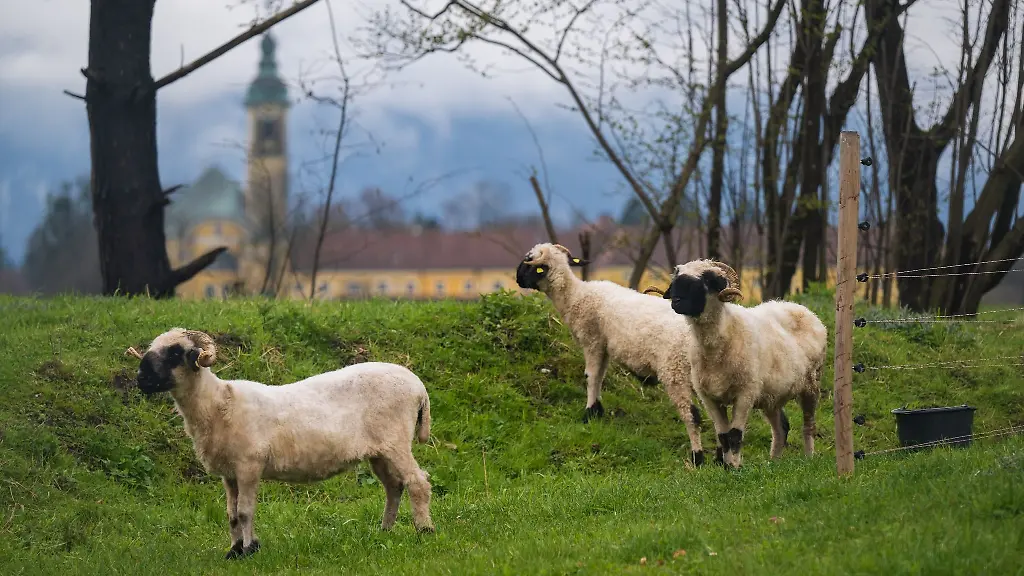 Schafe-stehen-auf-einer-Weide-in-Oberaudorf-im-Landkreis-Rosenheim