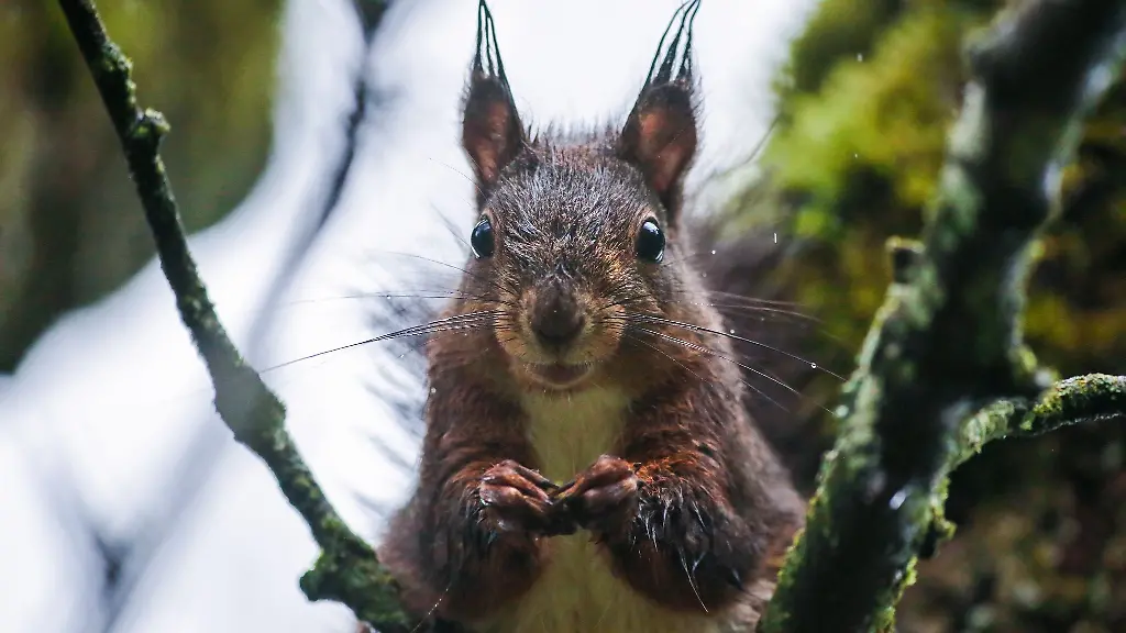 Ein-Eichhoernchen-auf-einem-Baum-blickt-neugierig-in-die-Kamera-des-Fotografen