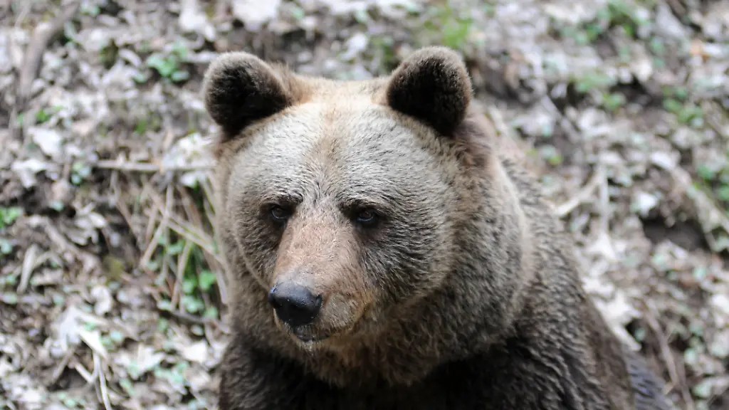 Ein-Bild-der-Baerin-Jurka-sie-ist-die-Mutter-von-JJ4-die-einen-Jogger-in-Trentino-getoetet-hatte
