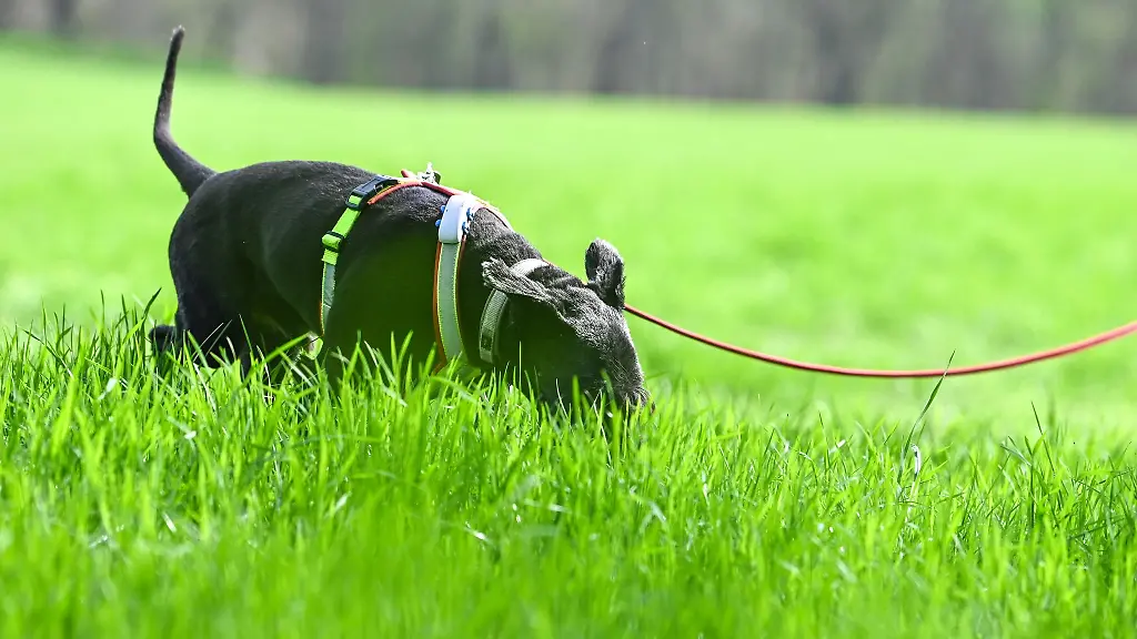 Hund-Bonya-ist-auf-Knochensuche-in-Grosswangen