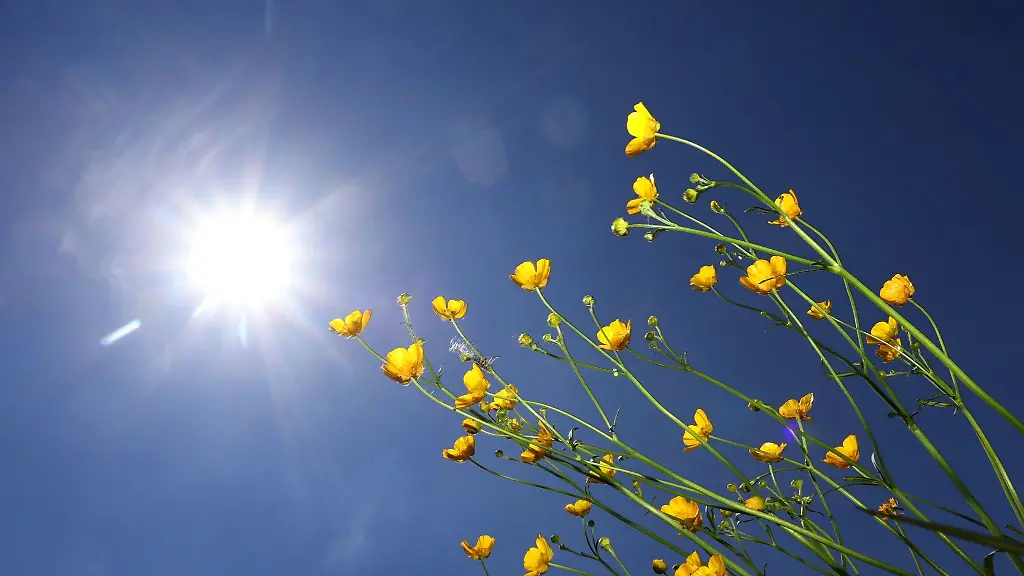 Butterblumen-im-Sonnenschein