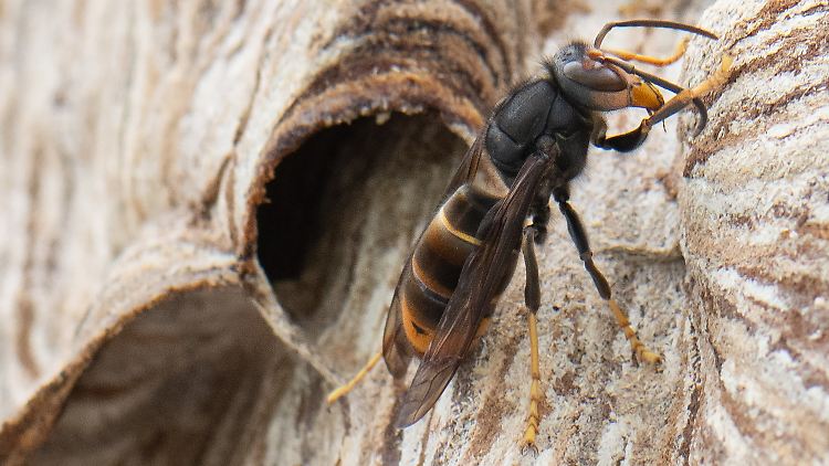 Die Asiatische Hornisse breitet sich in Europa aus und stellt eine Gefahr für heimische Bienen dar.