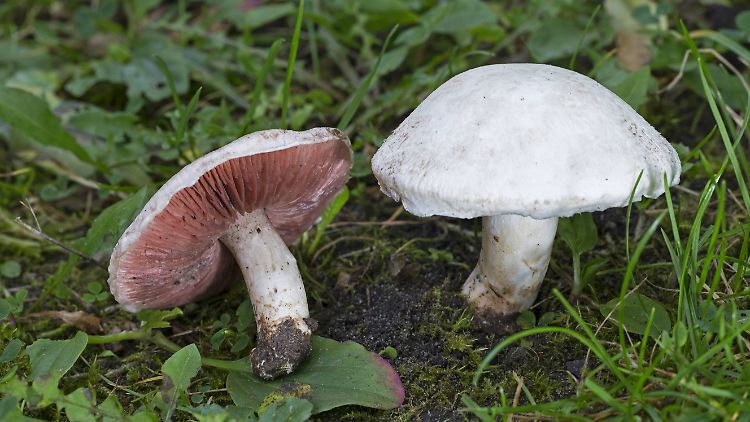 In den Wald gehen und Pilze sammeln - daran haben viele Menschen Spaß. Pilz-Apps helfen bei der Suche nur begrenzt, meint Wolfgang Prüfert von der Gesellschaft für Mykologie.
