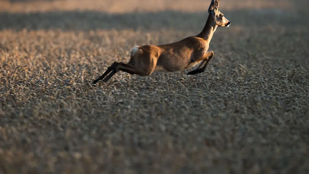 Ein-Reh-springt-bei-Sonnenaufgang-durch-ein-Feld