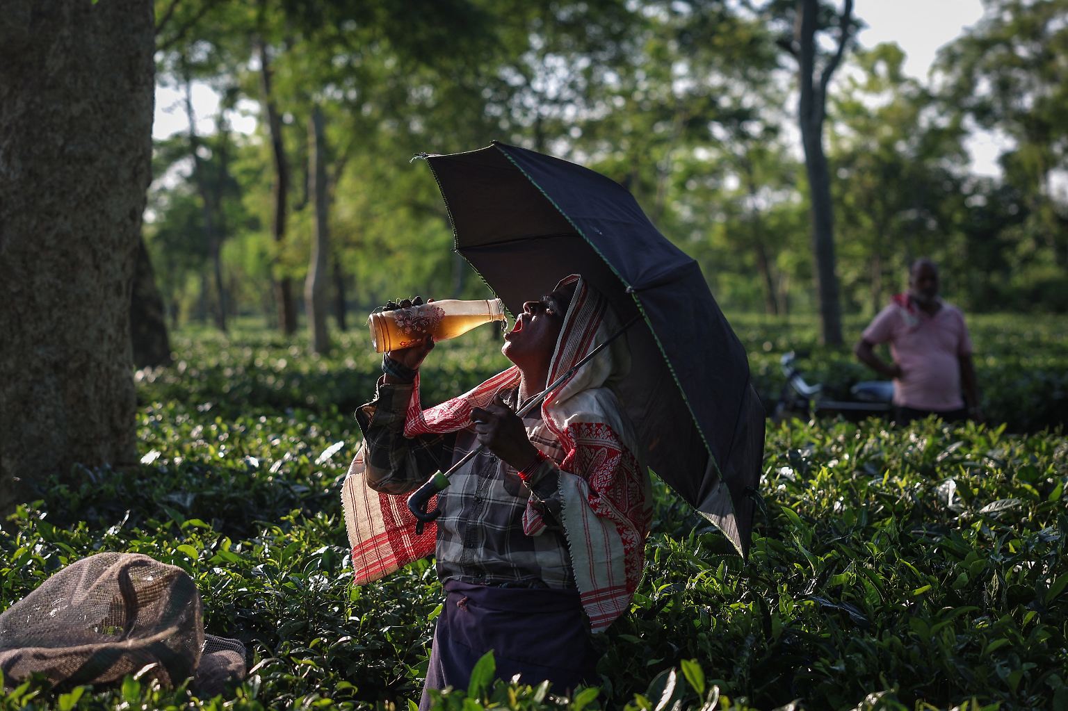 Unter gleißender Sonne schützt sich Teepflückerin Kamini Kurmi auf einer Plantage im indischen Bundesstaat Assam mit einem Schirm, damit sie die Hände frei hat, um die zarten Blätter zu pflücken.