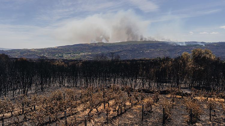 Brände zerstörten in Portugal in diesem Jahr schon rund 254.000 Hektar Land.