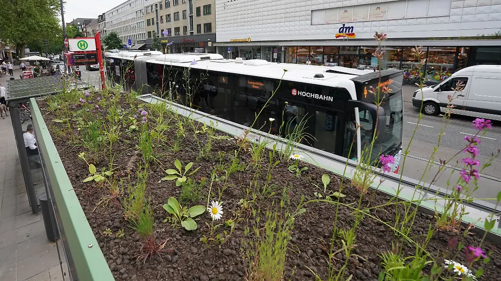 Blumen-und-Pflanzen-wachsen-auf-dem-Dach-einer-Bushaltestelle-an-der-Osterstrasse-im-Stadtteil-Eimsbuettel