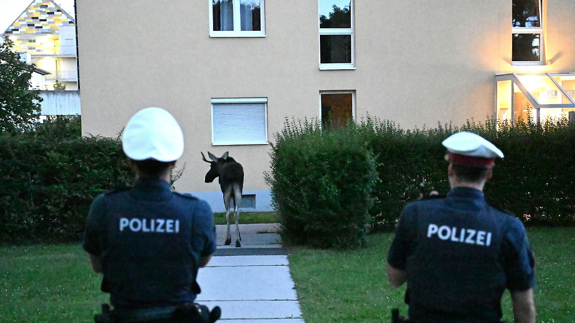 Auch an Wohnhäuser und Gärten pirscht sich das Tier an.
