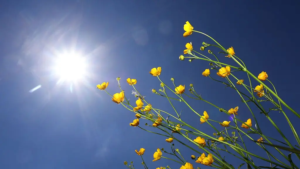 Butterblumen-im-Sonnenschein