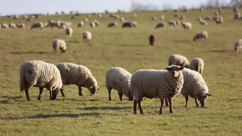 Eine-Schafherde-grast-im-Sonnenlicht-auf-einer-Wiese