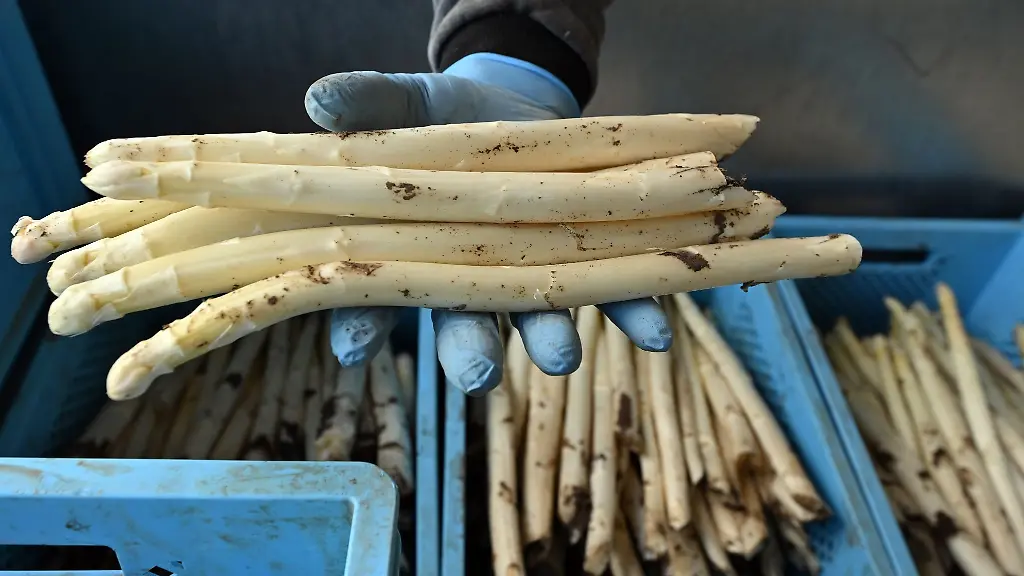 Thueringer-Spargel-wird-auf-dem-Spargelhof-Kutzleben-von-Erntehelfern-zur-Verarbeitung-entladen