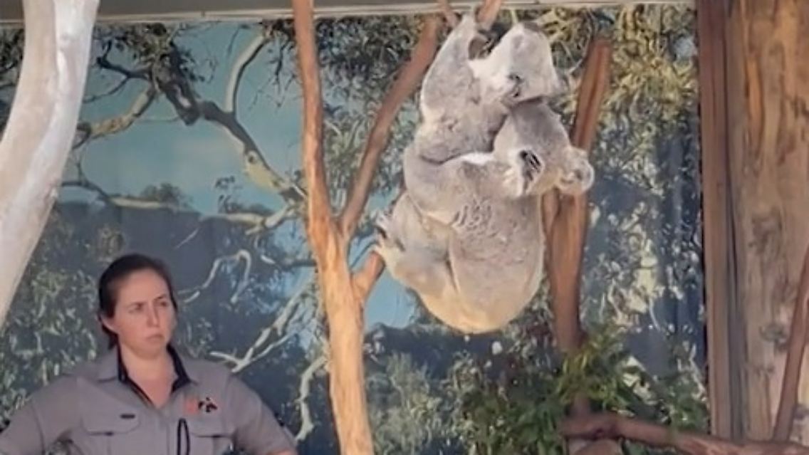Koalas_Impfung.jpg