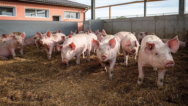 Schweine in einem niedersächsischen Betrieb. 