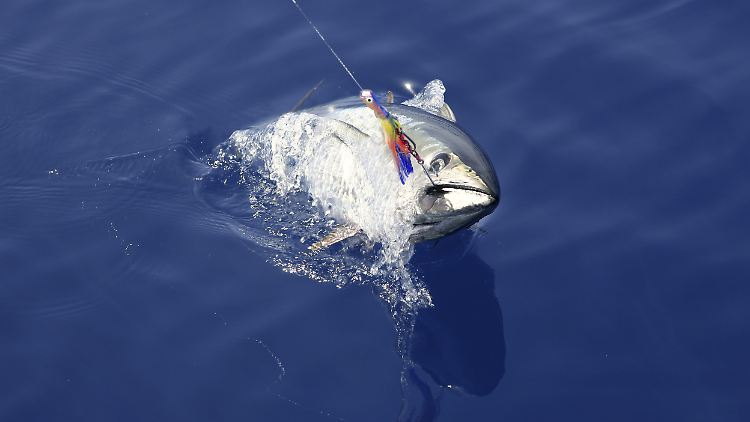Blauflossen-Thunfische können bis zu 680 Kilogramm schwer werden.