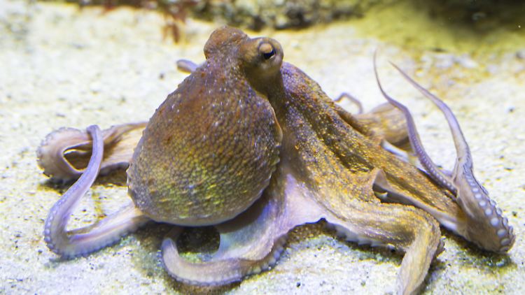 Ein Octopus vulgaris in seiner natürlichen Umgebung.