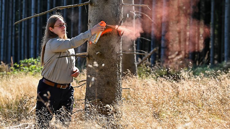 Katharina Rekowski fühlt sich im Wald zu Hause. Für immer körperlich arbeiten will sie allerdings nicht.