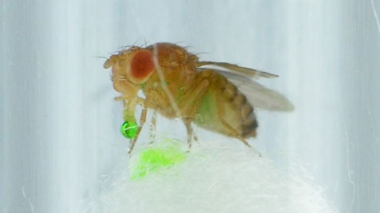 Eine Fruchtfliege im Labor, die sich nach dem Verzehr von Berberinlösung übergibt. 