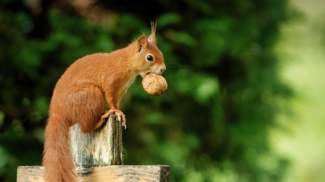 Alle anderen müssen sich Vorräte für die kalte Jahreszeit anlegen oder ...