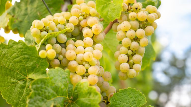 Reife Riesling-Trauben schnappten sich die Diebe.