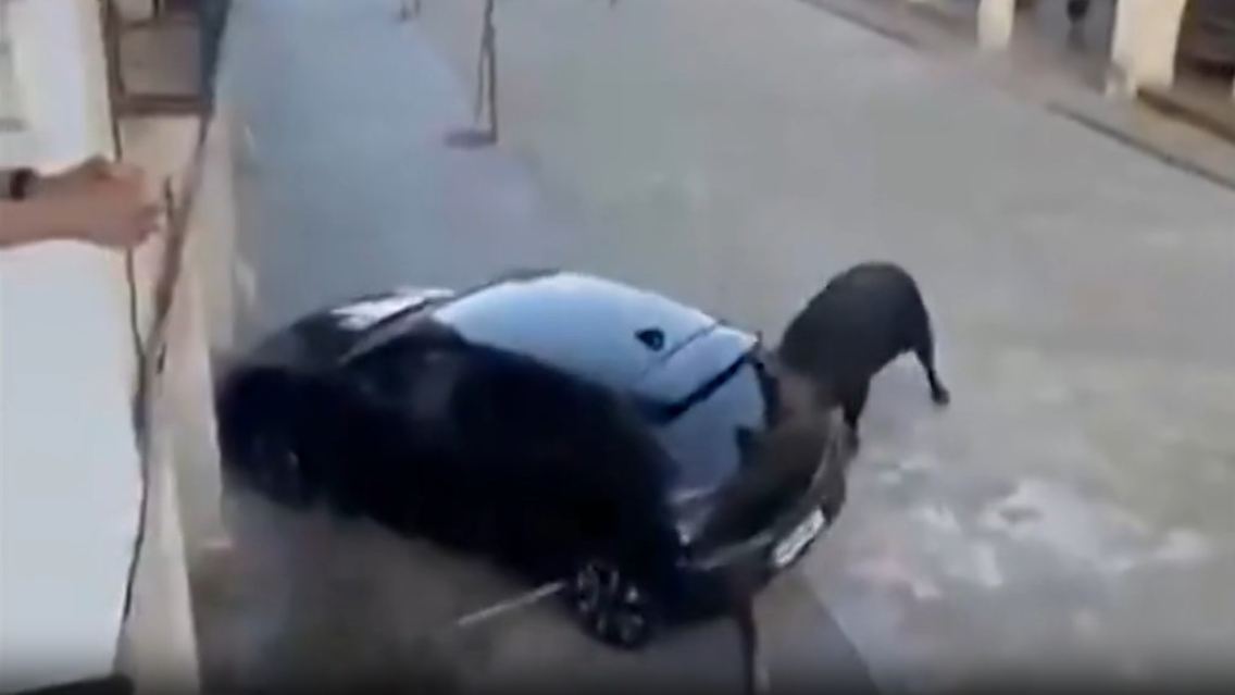 StierAuto.jpg