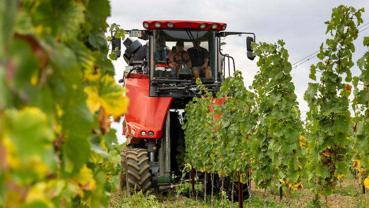 Eine Lesemaschine ist in der Pfalz im Einsatz.