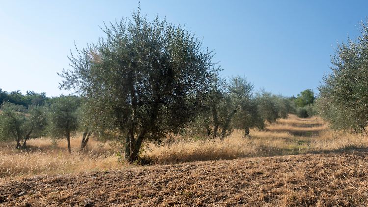 Unter anderem Oliven-Bauern bieten ihre Waren über die Plattformen europaweit an.