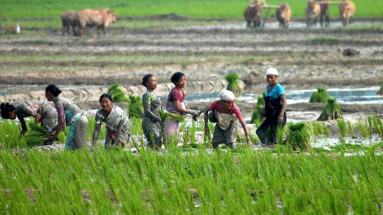 Eine Tonne Basmati-Reis kostet Hunderte Dollar mehr als konventionelle Sorten. Eine Entscheidung der EU über die Herkunftsbezeichnung betrifft sowohl Indien als auch Pakistan.