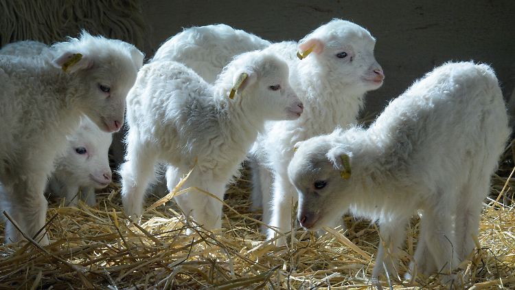 Schafe sind vor allem durch Tierseuchen und Wolfsübergriffe gefährdet.