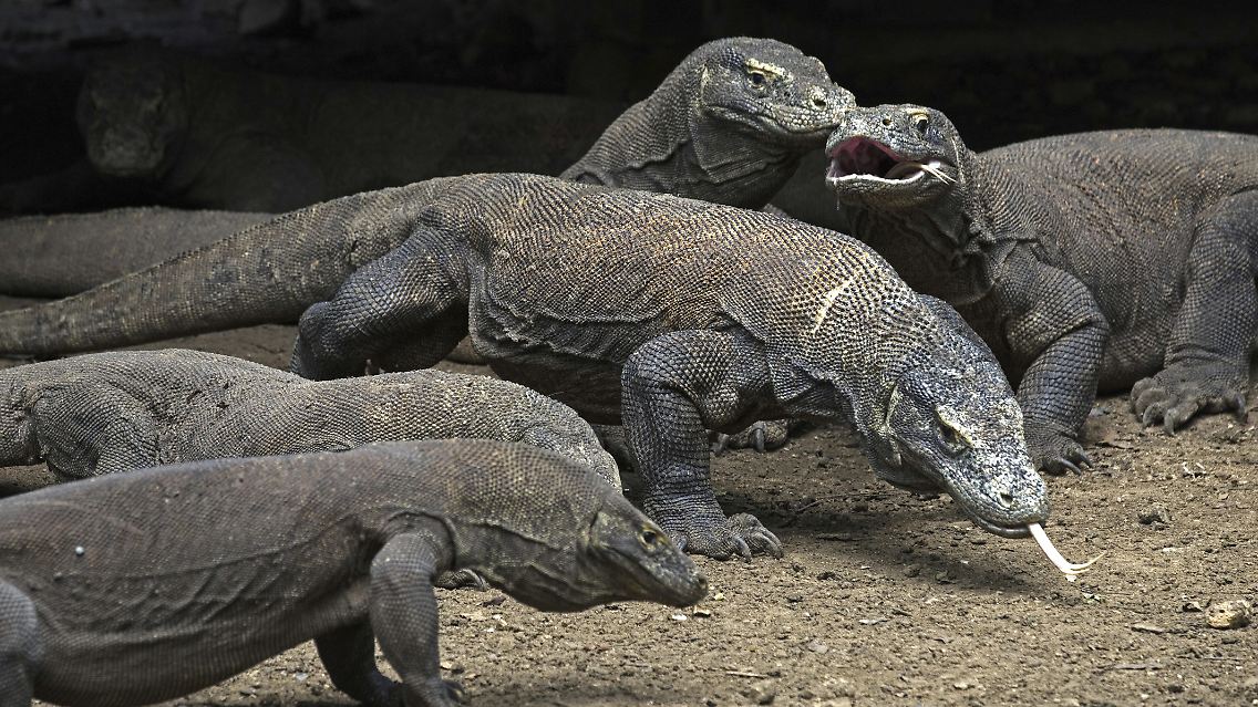 Komodowarane in Indonesien.