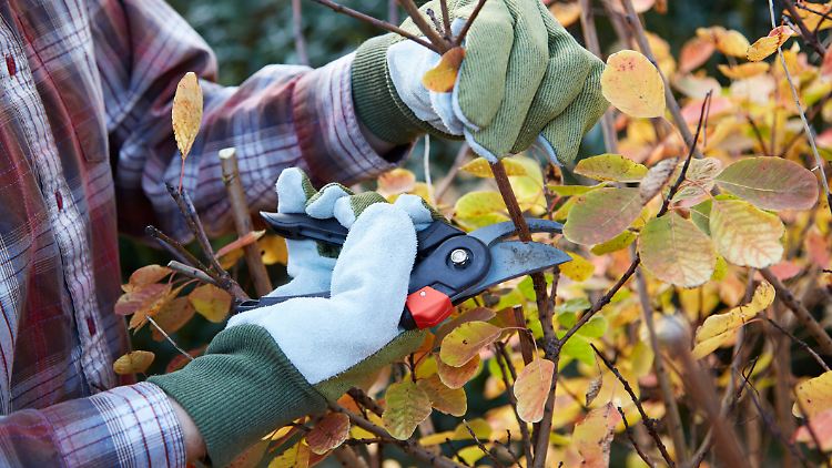 Was ist beim Sträucherschneiden im Herbst zu beachten?